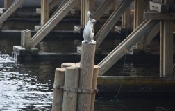 Памятник зайчику недалеко от Петропавловской крепости
