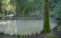 Сочинский дендрарий - нижний парк