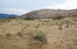 Бархан Сарыкум (Сары-Кум), Дагестан