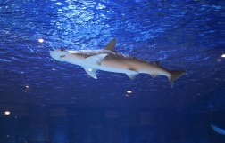 Dubai Aquarium & Underwater Zoo