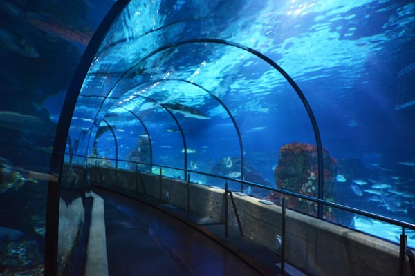 The Barcelona Aquarium