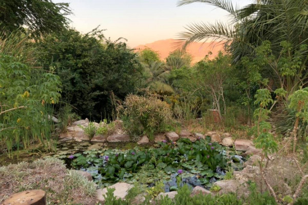 The Botanical garden of Eilat