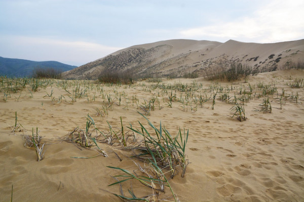 Бархан Сарыкум (Сары-Кум), Дагестан