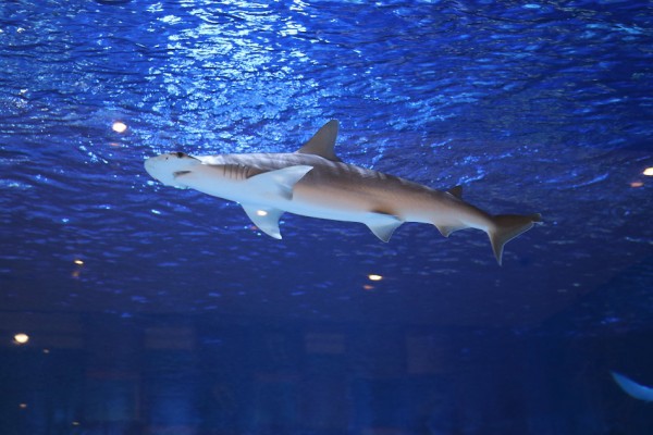 Dubai Aquarium & Underwater Zoo